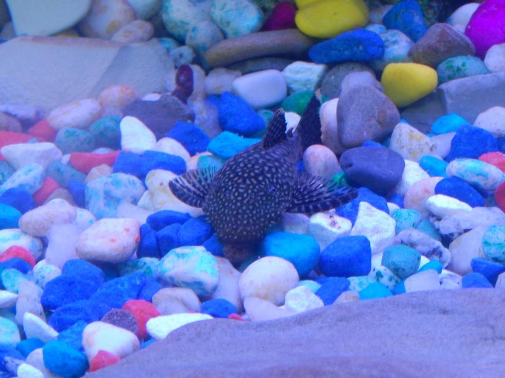 dscn1657.jpg