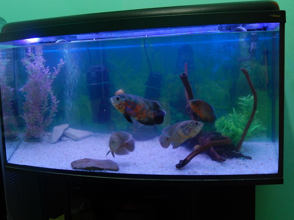dscn1699.jpg