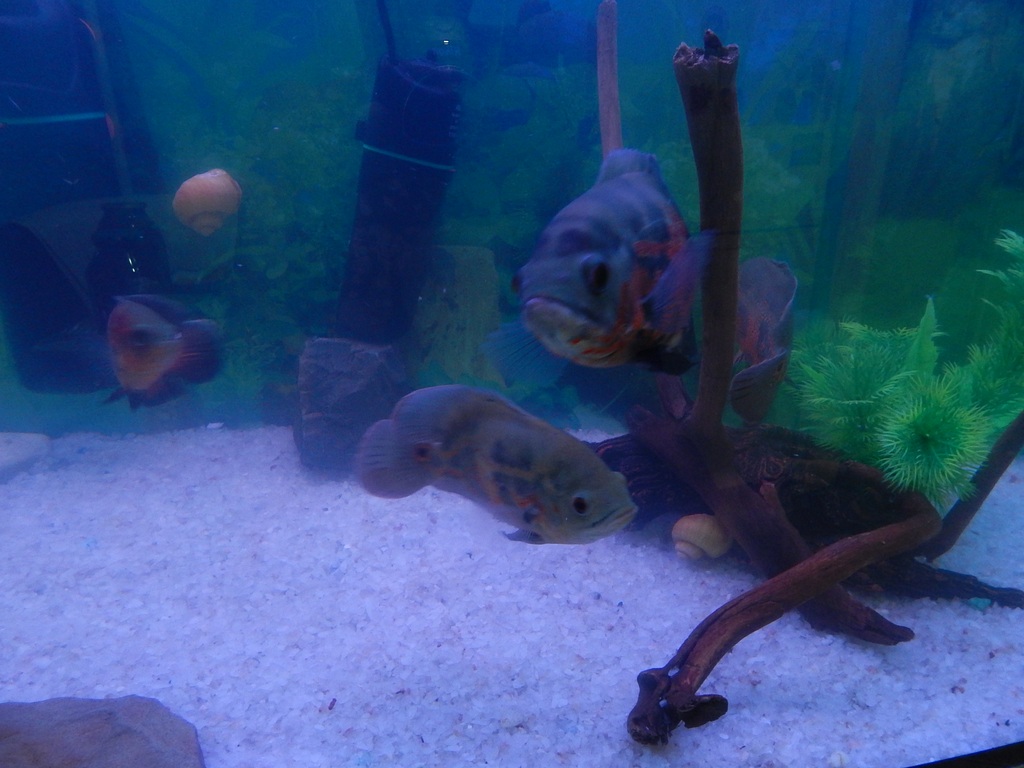 dscn1700.jpg