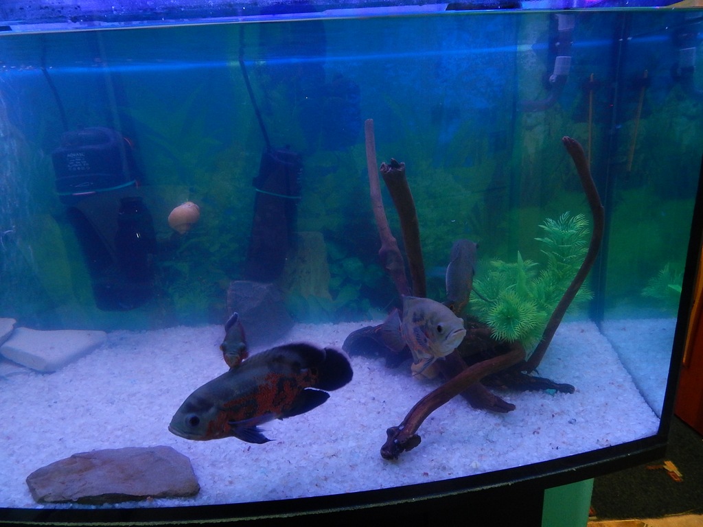 dscn1701.jpg