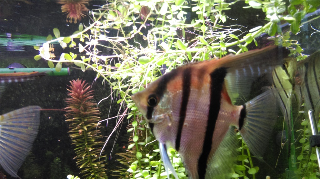 imag0806.jpg