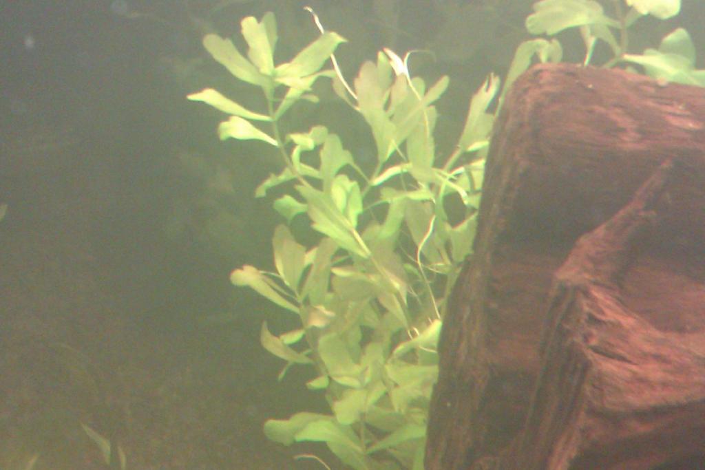imag1081.jpg