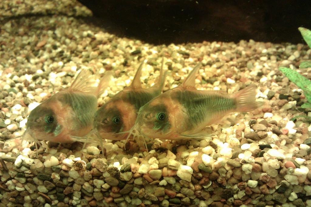 imag1181_0.jpg
