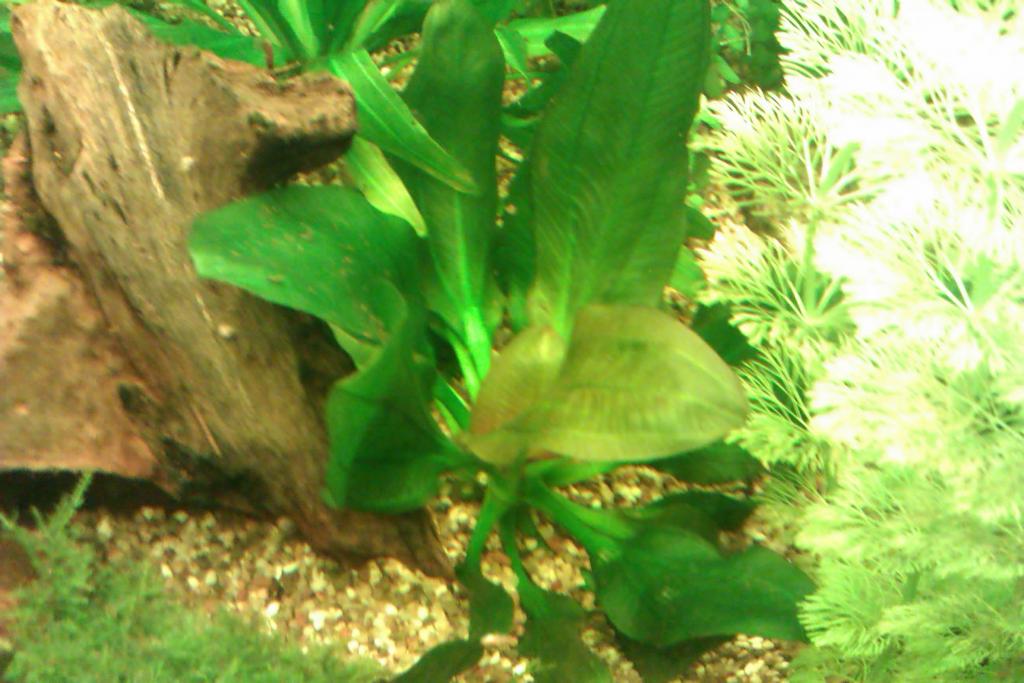 imag1433_0.jpg