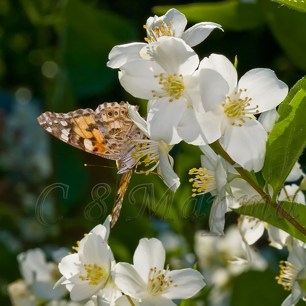 _mg_6673.jpg