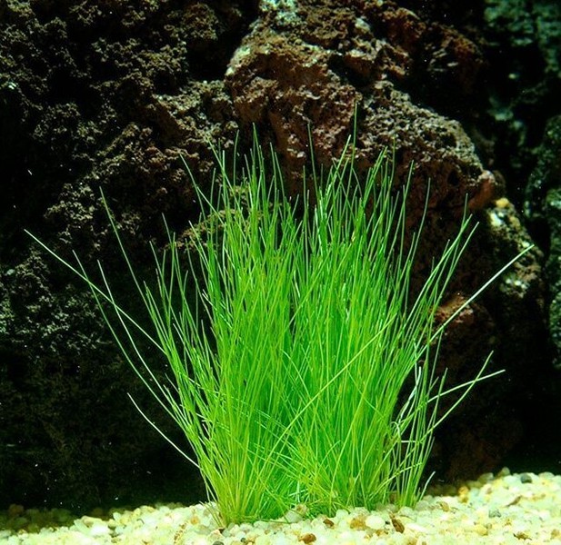 eleocharis_parvula_0.jpg