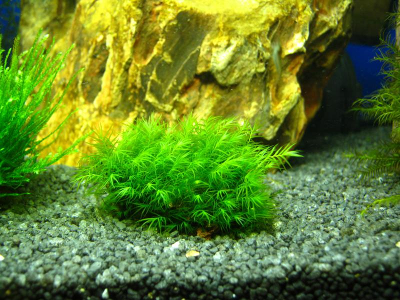 fissidens_fontanus.jpg