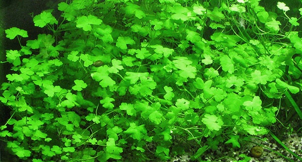 hydrocotyle_tripartita.jpg