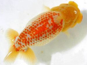 azuki_-calico_kanoko_www.kinhito.com_.jpg