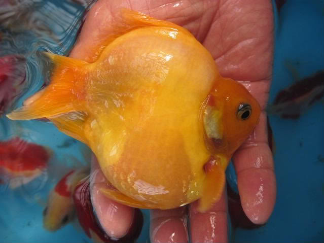 tamasaba5-1_goldfishdelperu.blogspot.com_.jpg