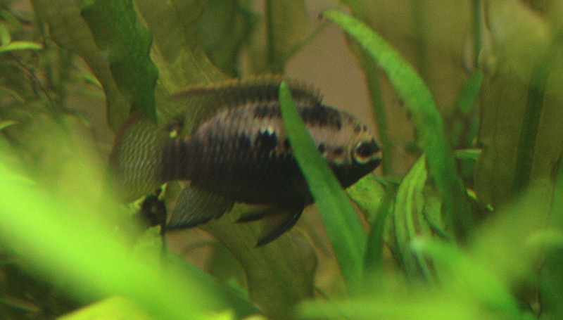 leatacara1.jpg