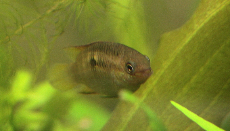 leatacara2.jpg
