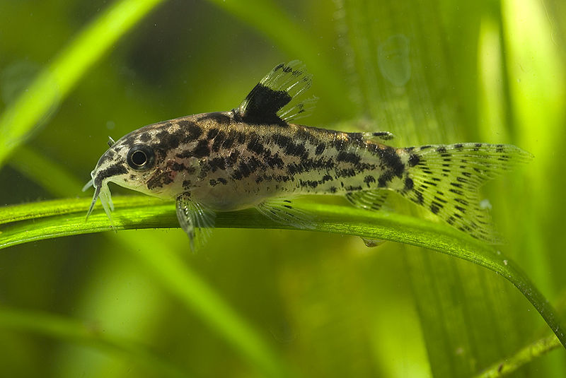 800px-aspidoras_pauciradiatus_1_dsc_0928.jpg