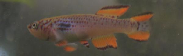 самец, Aphyosemion walkeri