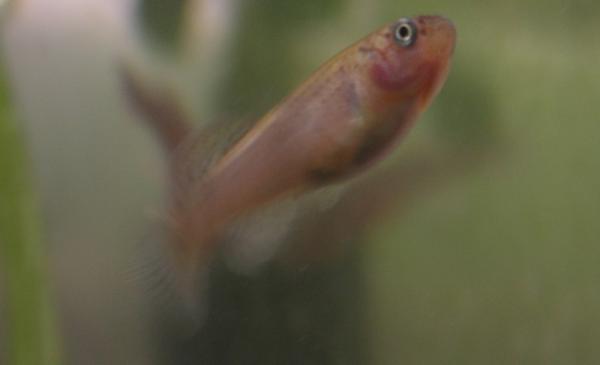 самка, Aphyosemion walkeri