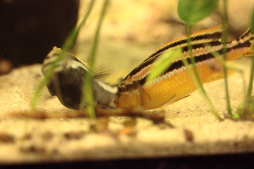 _mg_5131auratus.jpg