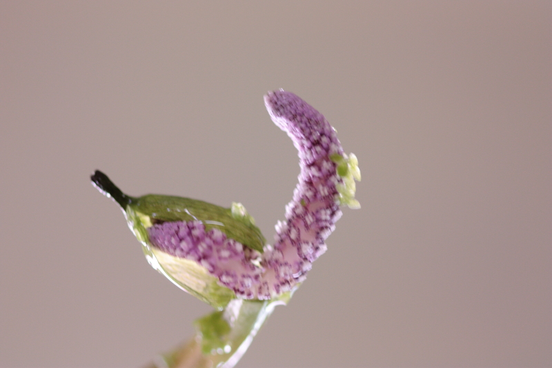 _mg_6672.jpg