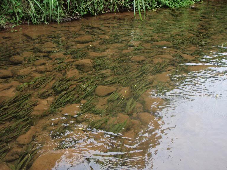 aponogeton_bullosus_habitat.jpg