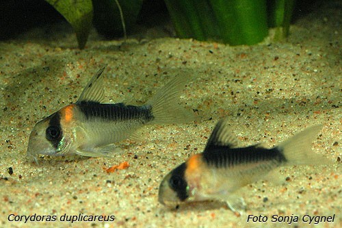 corydoras_duplicareus_06.jpg