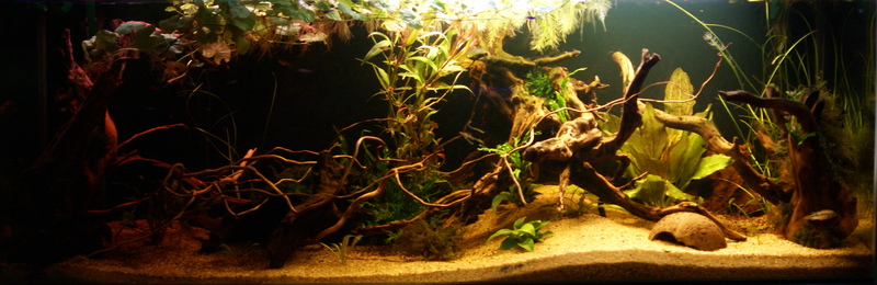 dsc02207c.jpg