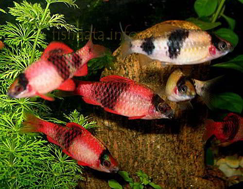 puntius_fasciatus_4.jpg