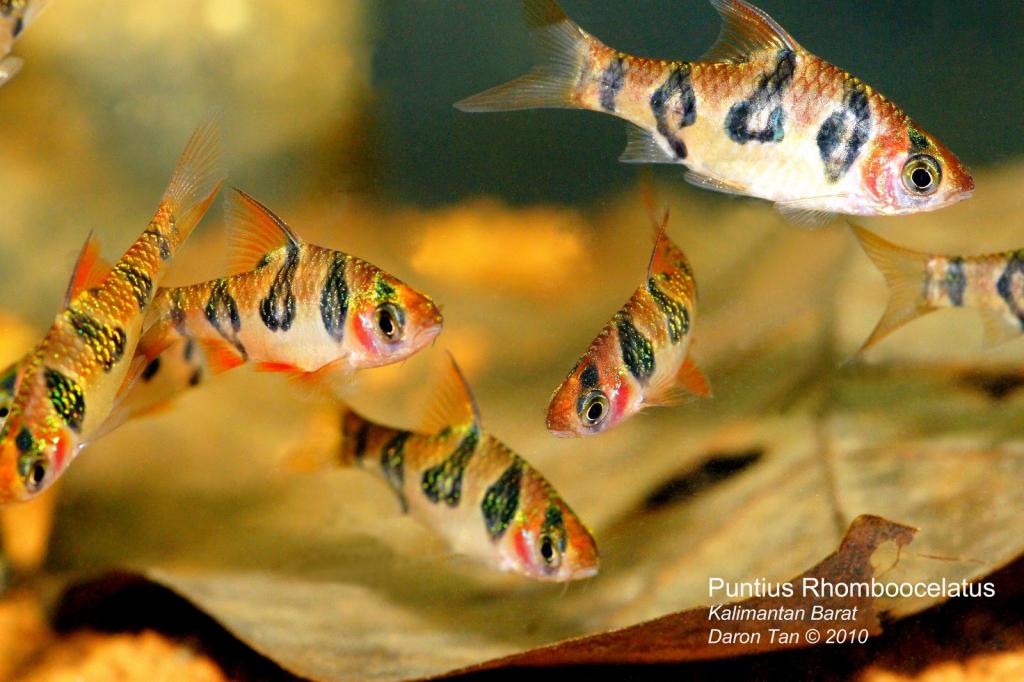 puntius_rhomboocelatus.jpg