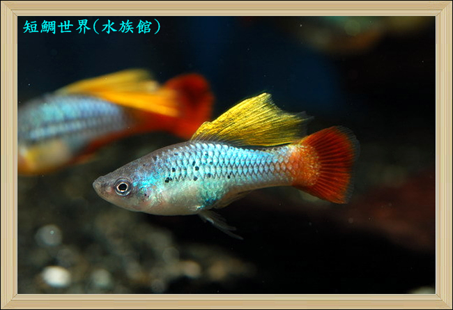 tetra-118.jpg