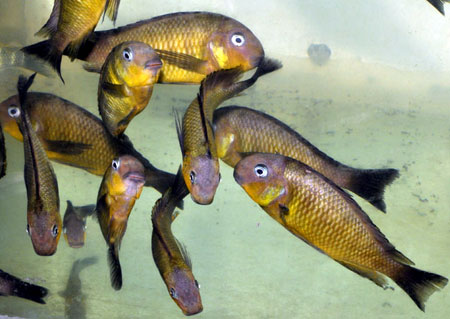 troph-brichardi-namansi-a1.jpg