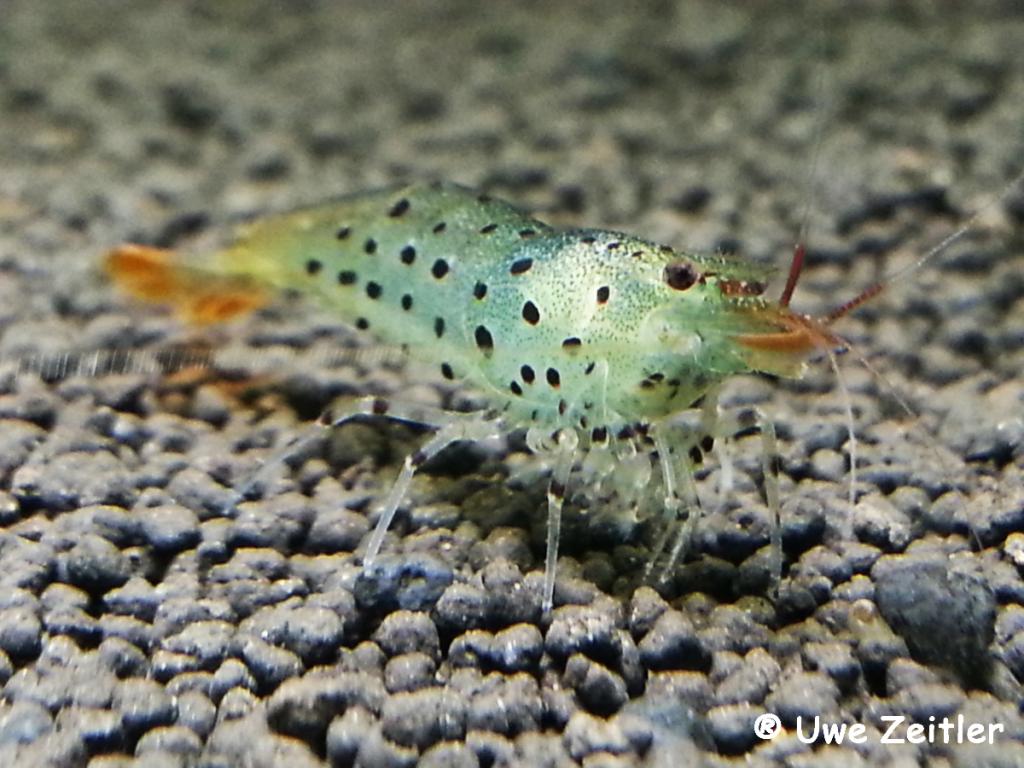 leopard_caridina_rubropunctata.jpg