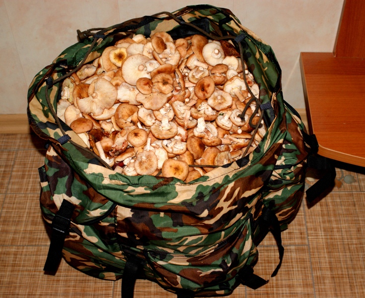 grib20122.jpg