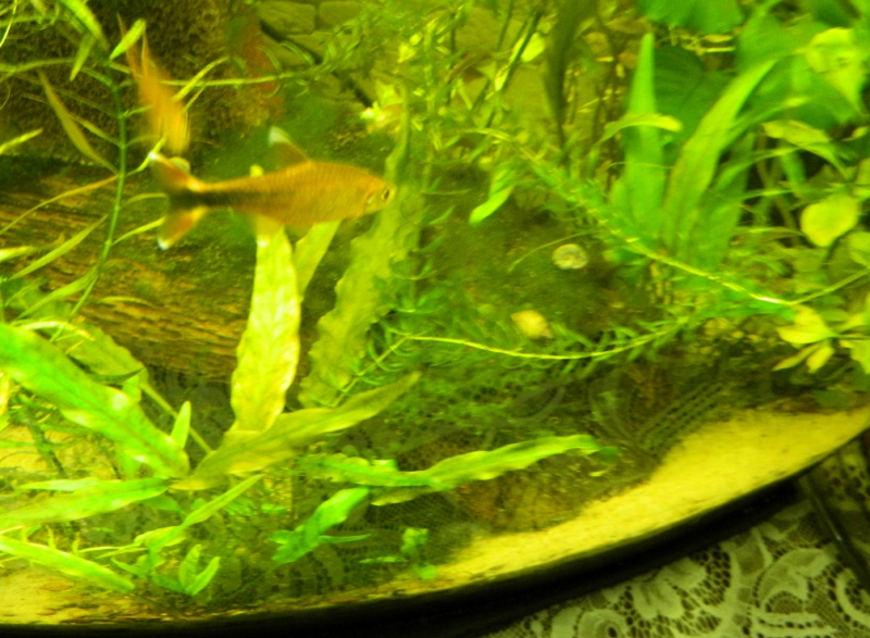 dscn0515.jpg