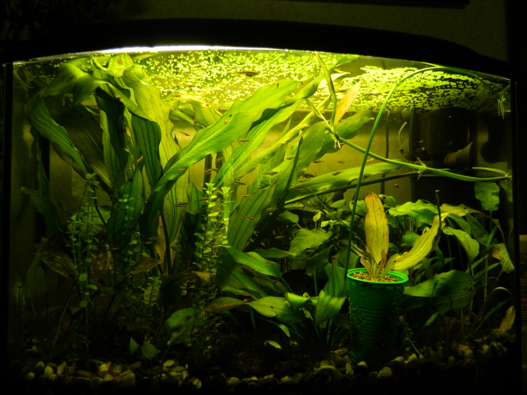 dscn0598.jpg