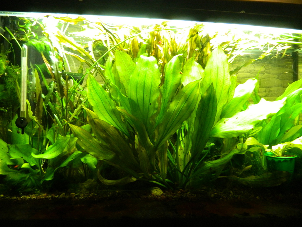 dscn0610.jpg