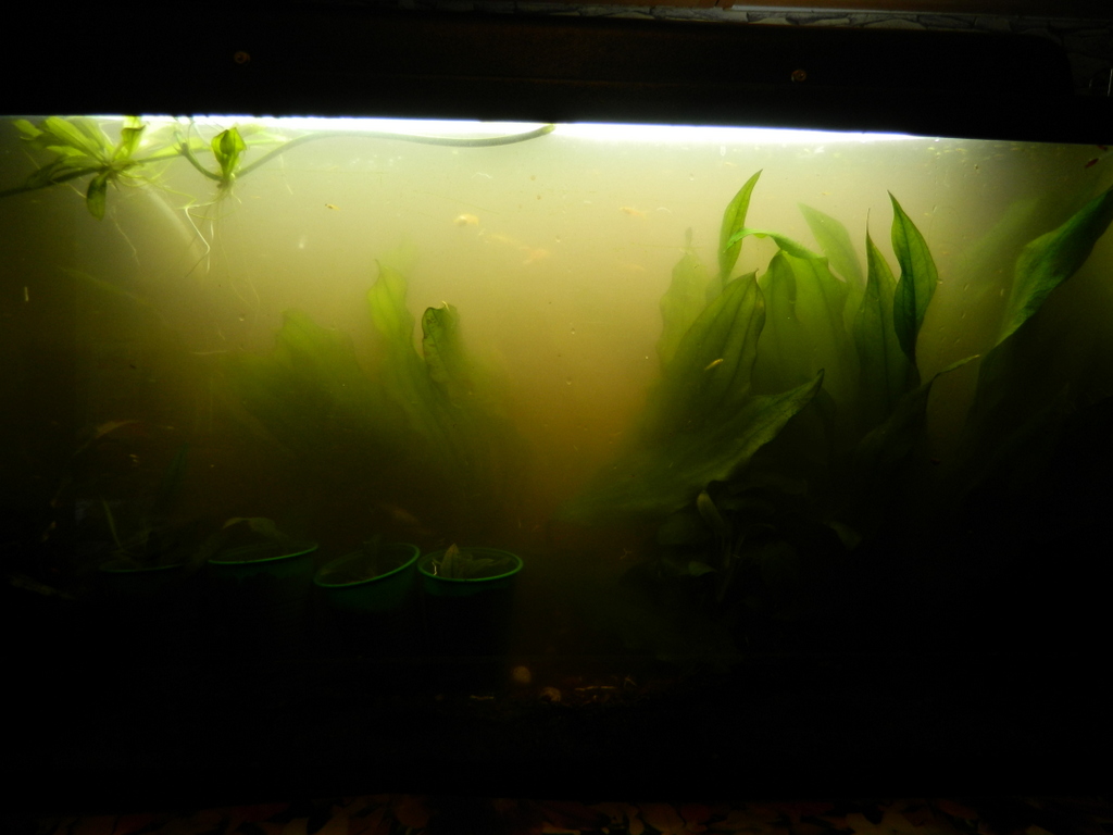 dscn0638.jpg