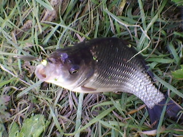sp_a0051.jpg