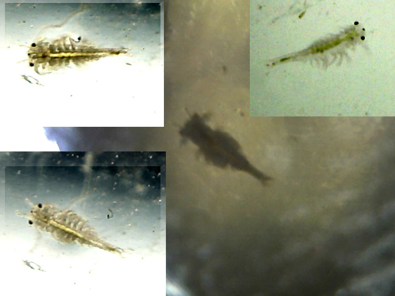 fairy_shrimp.jpg