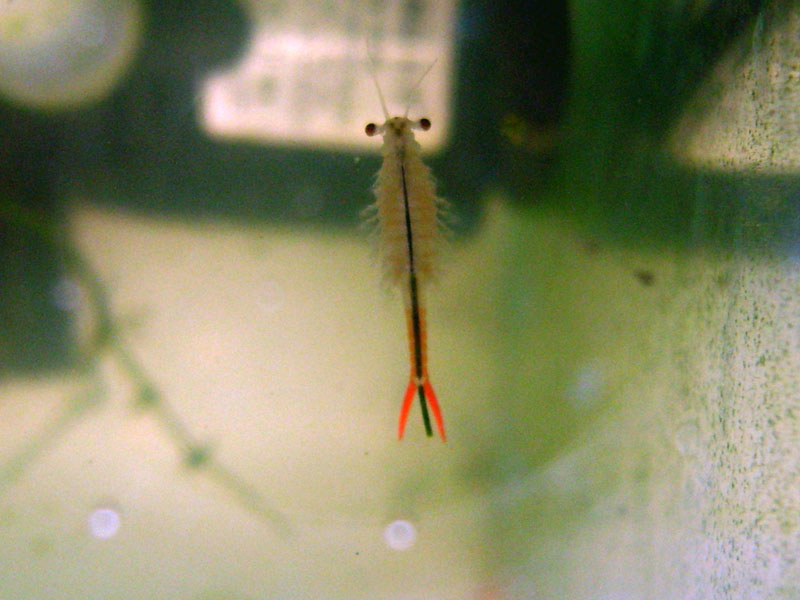 fairy_shrimp3.jpg