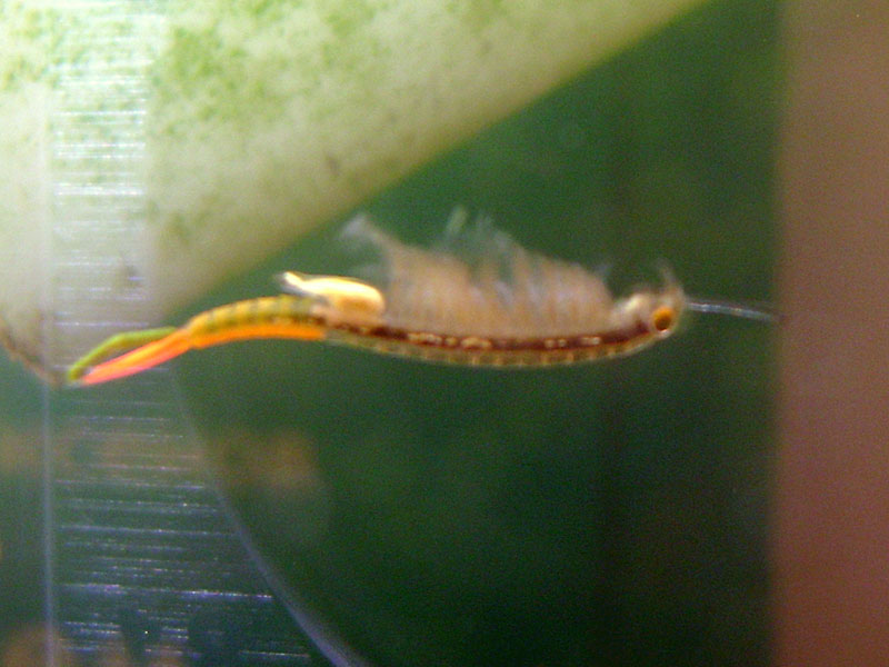 fairy_shrimp4.jpg