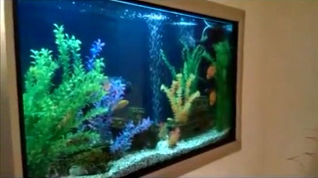 akvarium_yacenyuka.jpg